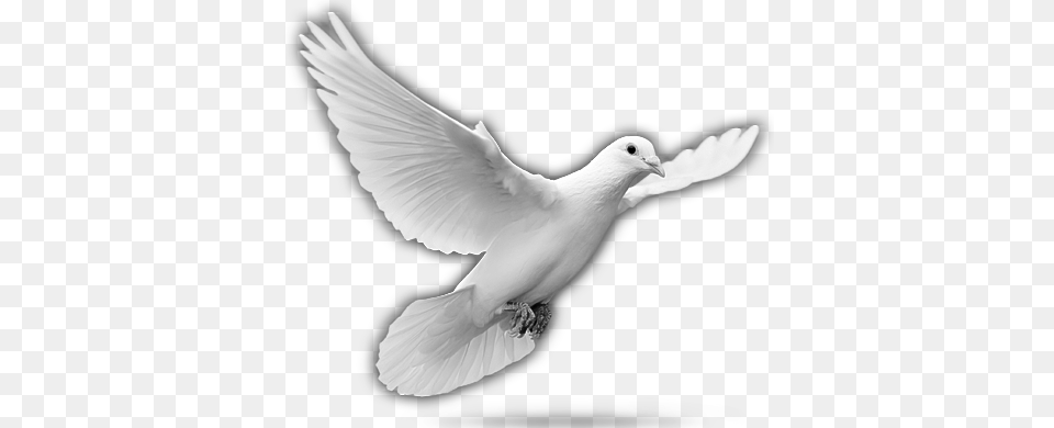 The Countries Of The World Had Paid A Heavy Price During Bratislava, Animal, Bird, Pigeon, Dove Png