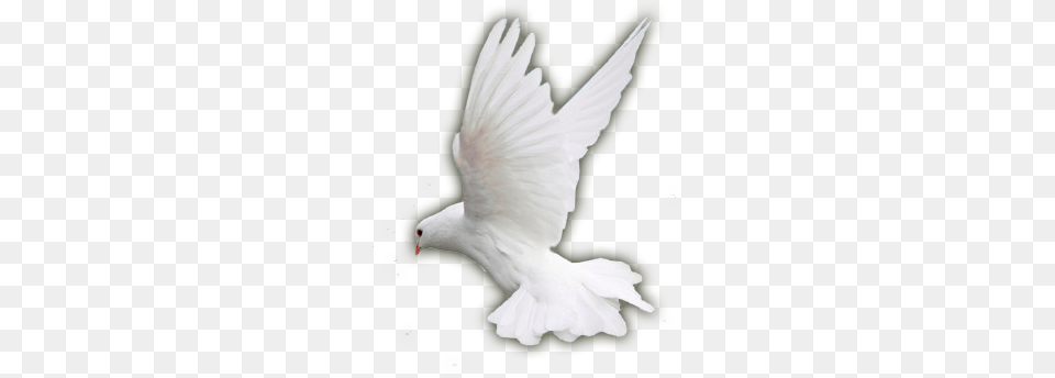 The Countries Of The World Had Paid A Heavy Price During Stock Dove, Animal, Bird, Pigeon Free Transparent Png