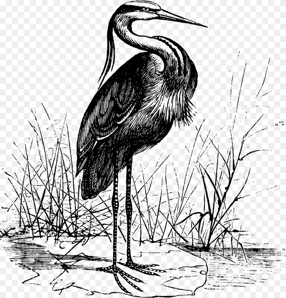The Crane Lake Mascot Vintage Heron Illustration, Animal, Bird, Waterfowl, Crane Bird Free Transparent Png