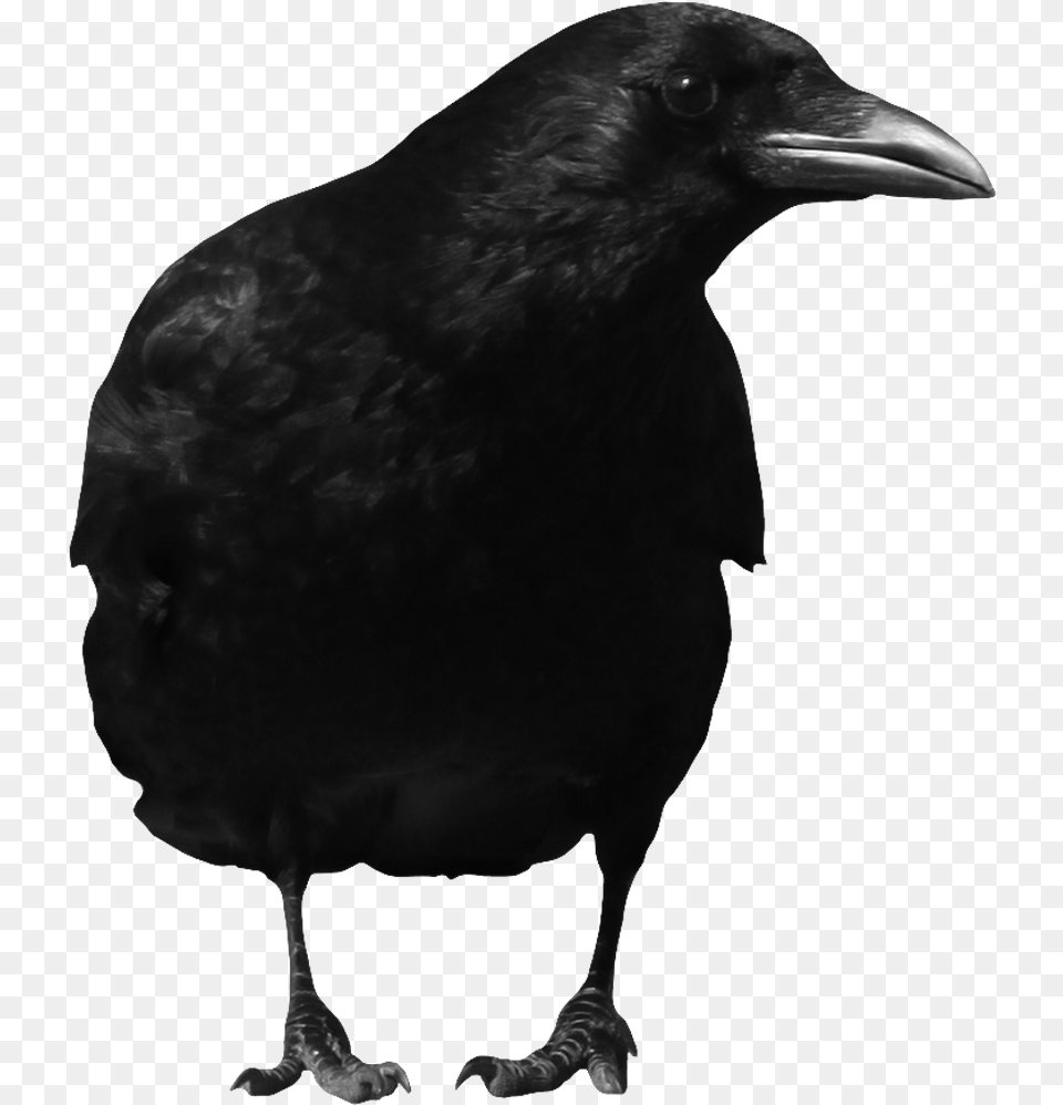 The Crow Clip Art Black And White Library Crow, Animal, Bird, Blackbird Free Transparent Png