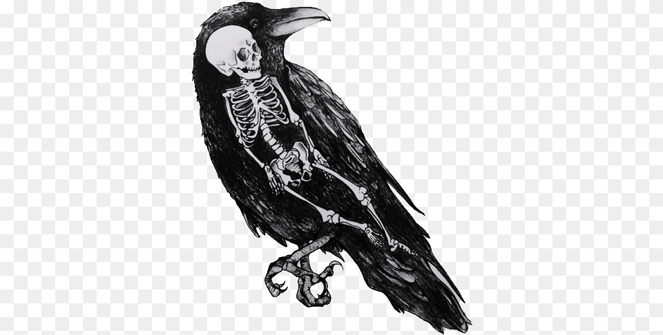 The Crow Wondered How The Human Would Taste Bird Skeleton Drawing, Person, Animal, Blackbird Free Png