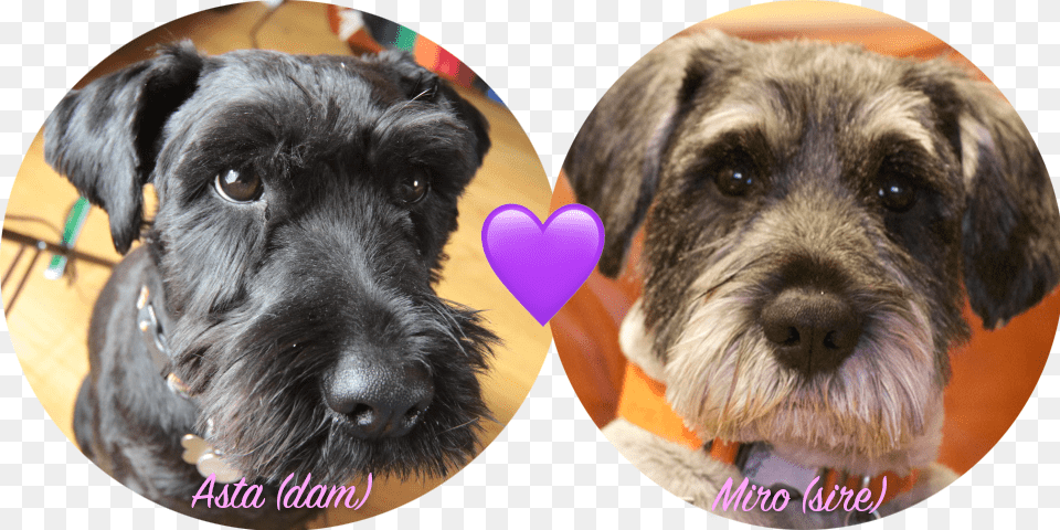 The Current Muppleberry Farm Breeding Pair Miniature Schnauzer, Animal, Canine, Dog, Mammal Free Png