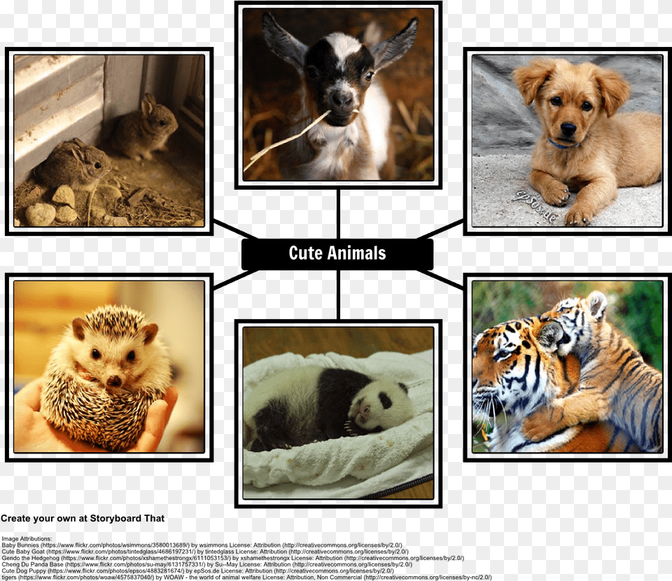 The Cute Animal Spider Chart Hedge Hogs Curious Kids Press By Curious Kids Press, Pet, Mammal, Dog, Canine Png