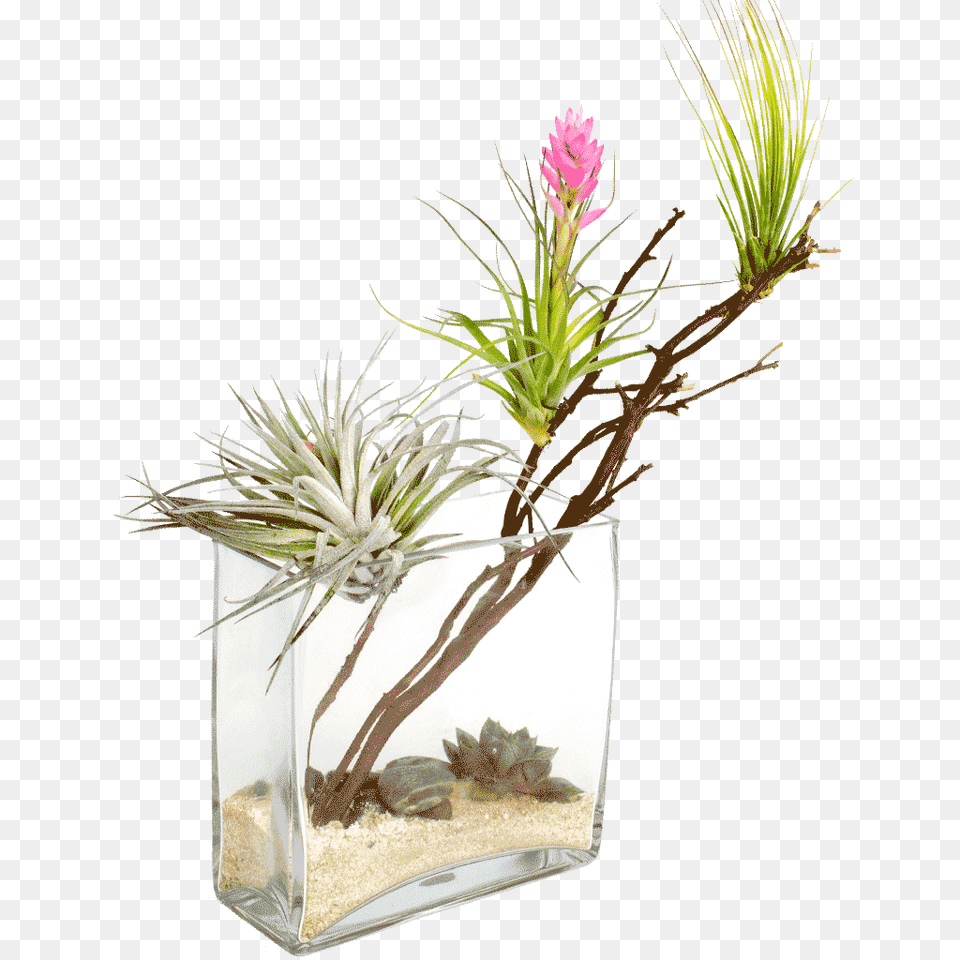 The Desert Oasis Is Designed, Flower, Flower Arrangement, Ikebana, Plant Free Png Download