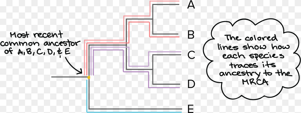 The Diagram Below Shows How Each Species In The Tree Most Recent Common Ancestor Phylogenetic Tree, Blackboard Png