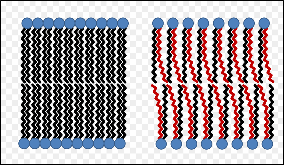 The Diagram Below Shows How The Phospholipids Group Trans Fatty Acid Membrane, Person, Weaving, Pattern, Dynamite Free Transparent Png