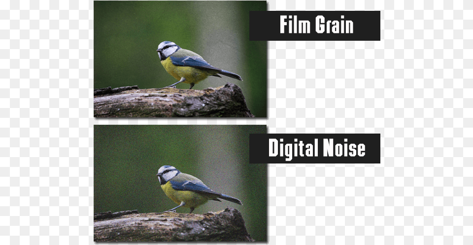 The Difference Between Digital Noise And Film Grain Add Film Grain Noise, Animal, Bird, Jay, Finch Free Png Download