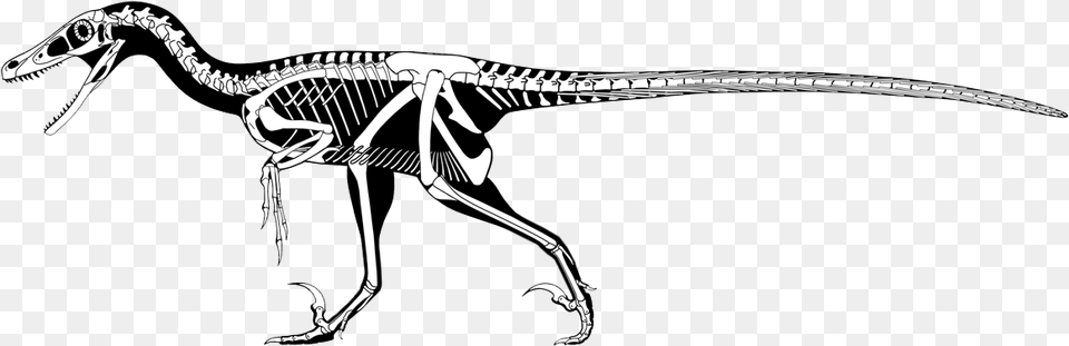 The Difference Between Dromaeosaurus And Velociraptor Velociraptor Skeleton Scott Hartman, Animal, Dinosaur, Reptile Free Png