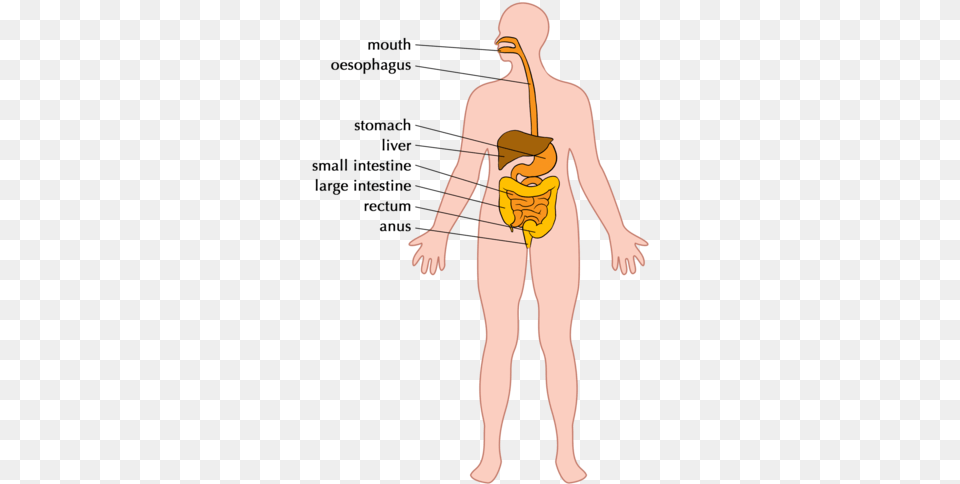 The Digestive System Example Of The Digestive System, Adult, Female, Person, Woman Free Transparent Png