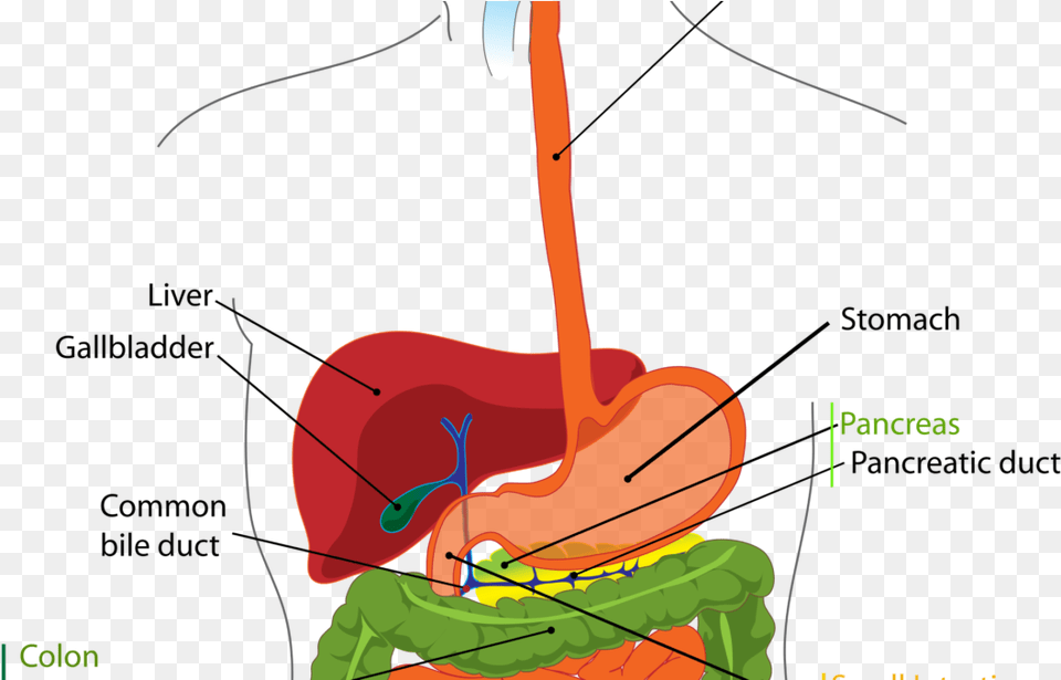 The Digestive System Is Everything Digestive System Parts Clipart, Body Part, Stomach, Bow, Weapon Free Transparent Png