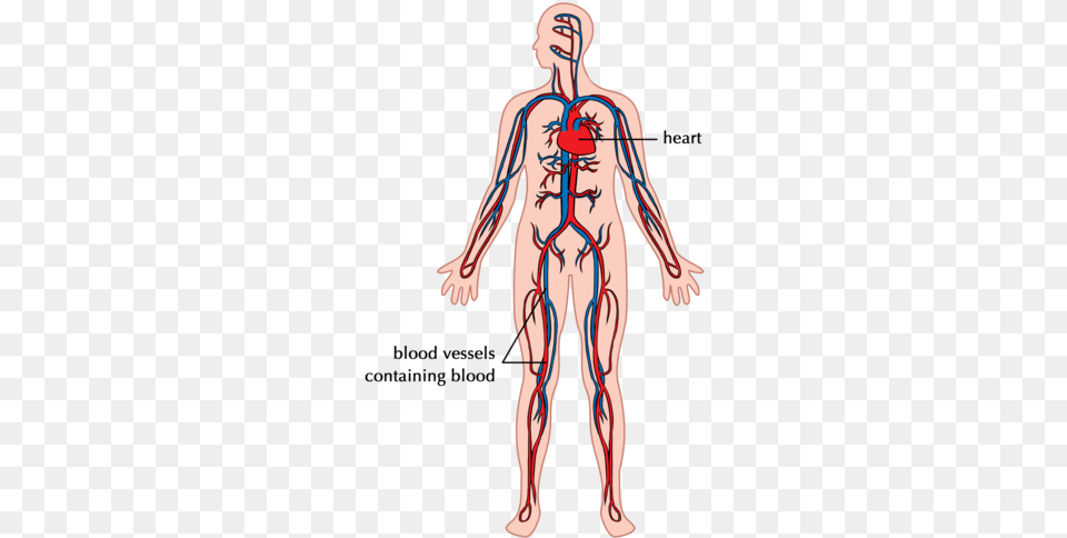 The Digestive System Systems In Human Body Siyavula, Person, Skin, Adult, Female Free Png