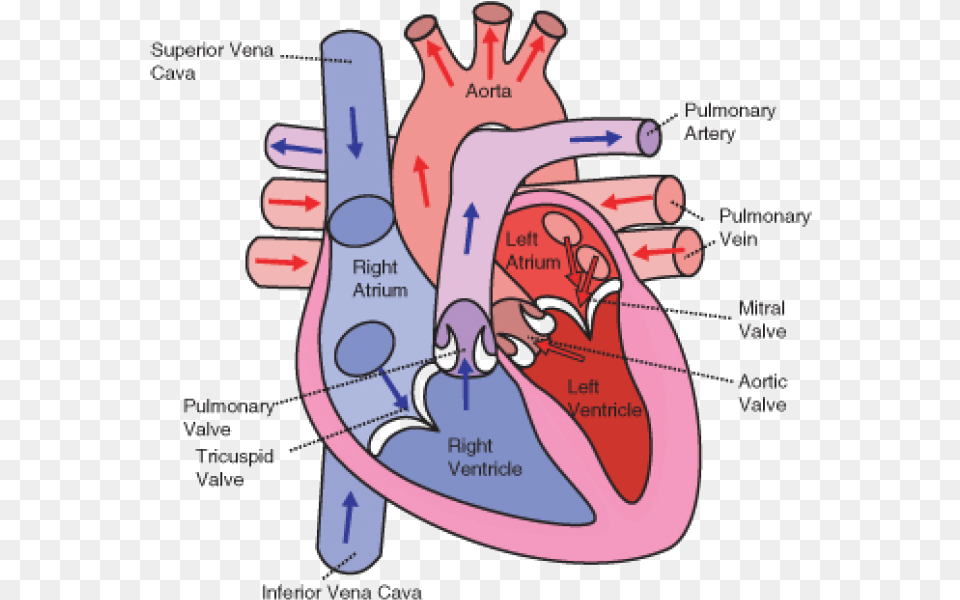 The Direction Of Blood Flow Through The Heart Human Heart, Dynamite, Weapon Free Png