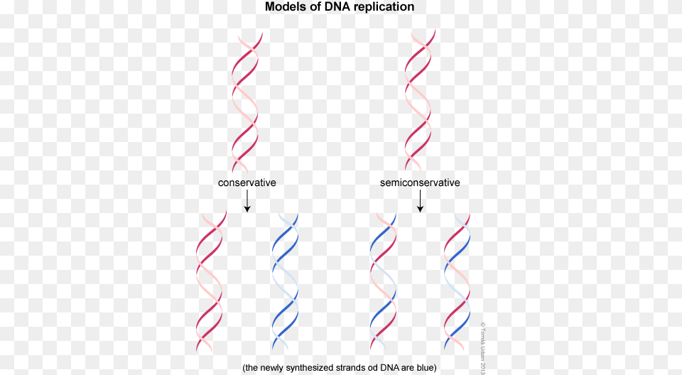 The Dna Semi Conservative Replication Simple, Paper, Light, Spiral, Confetti Png Image