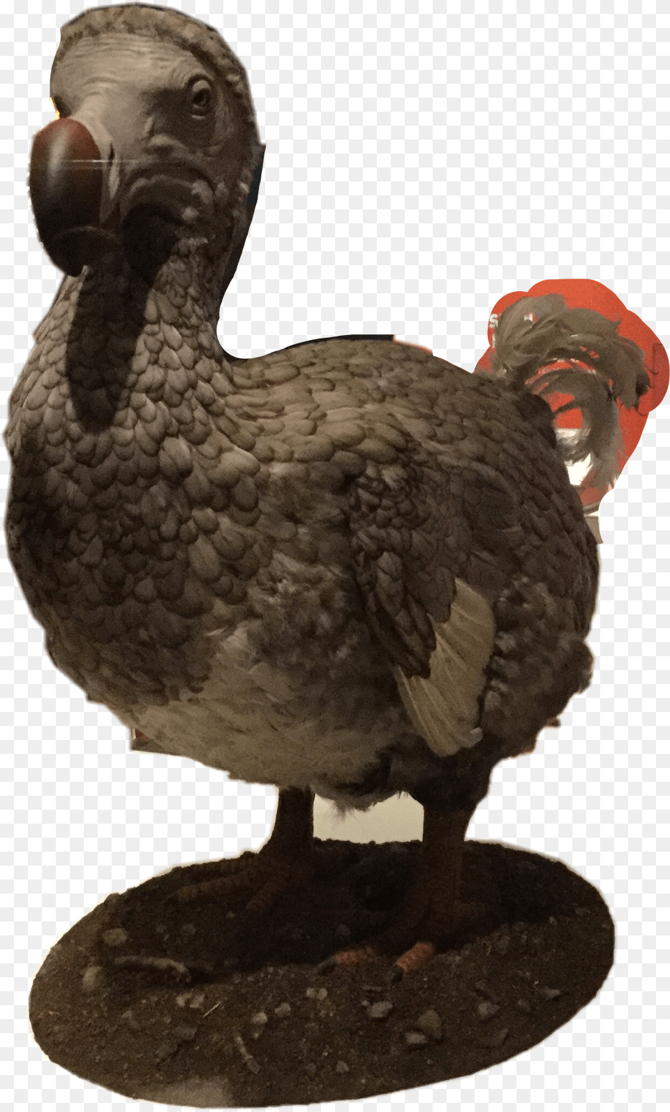 The Dodo Birdthis Guy Is Extinct Because Of Us Humans Dodo, Animal, Bird, Beak, Face Free Png