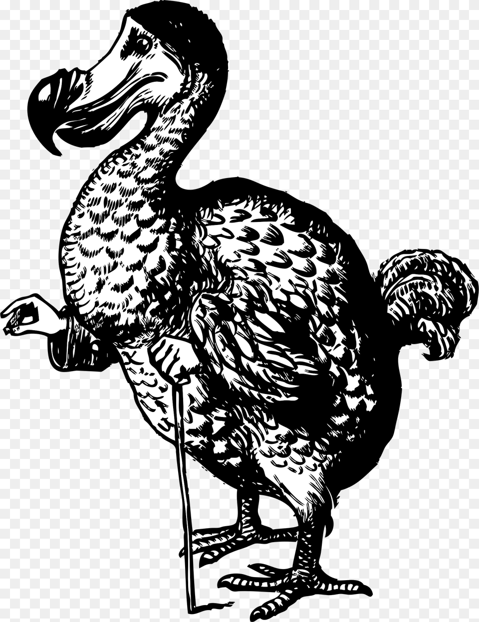 The Dodo From Alice In Wonderland Alice In Wonderland Original Dodo, Animal, Bird, Adult, Male Free Png