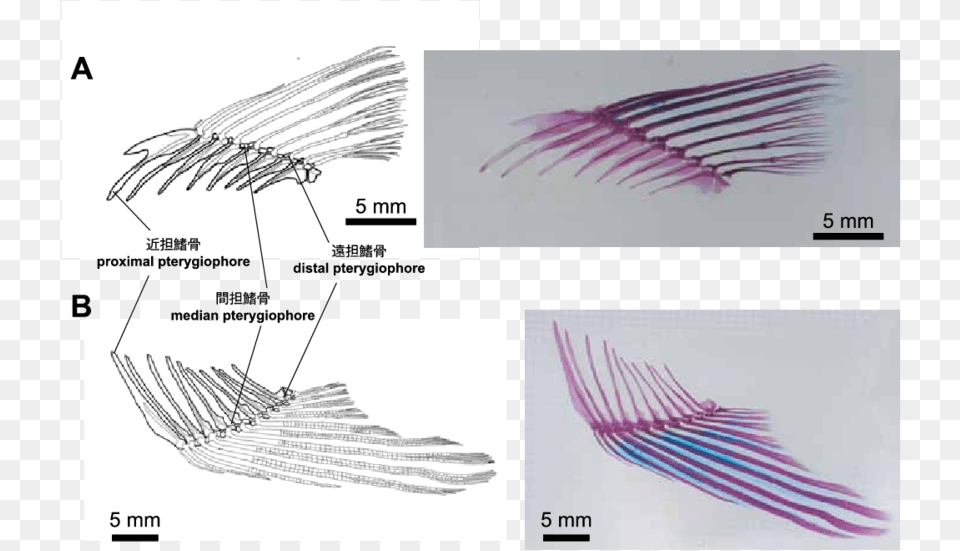 The Dorsal And Anal Fins Of Zacco Platypus Fin Png Image