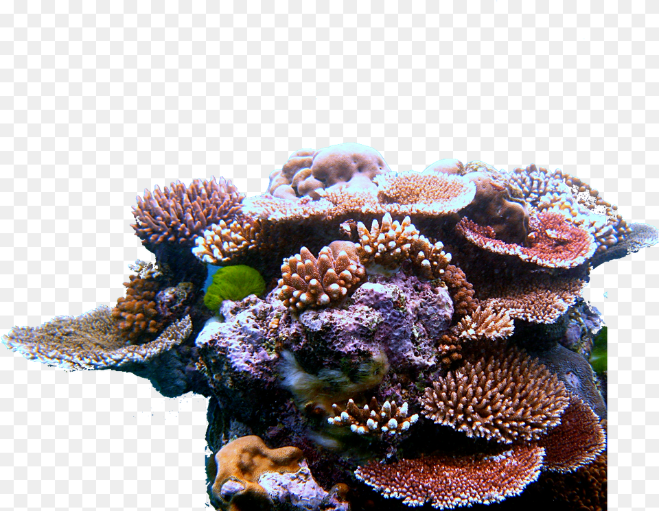 The Downfall In Economy, Animal, Sea Life, Sea, Reef Png Image