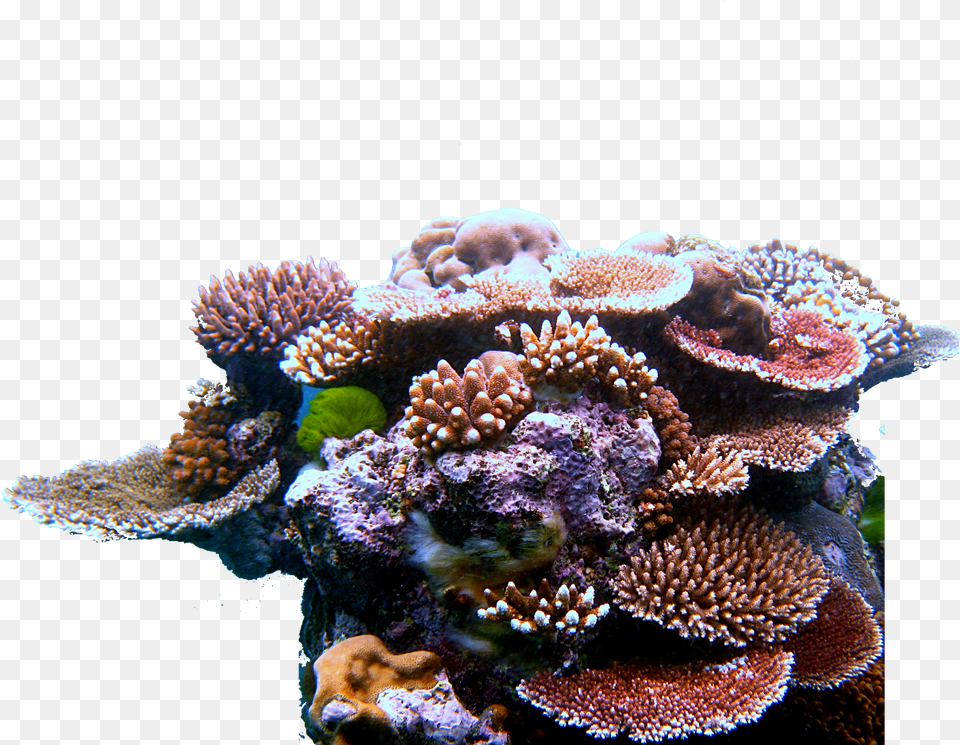 The Downfall In Economy Coral Reef Coral Triangle, Animal, Sea Life, Sea, Water Free Transparent Png
