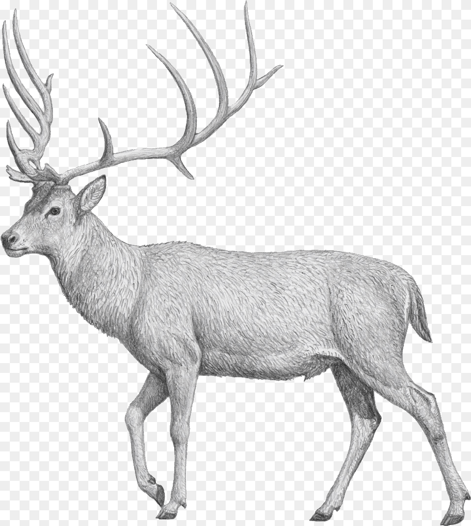 The Dwarfed Giant Deer Megaloceros Matritensis N Museo Nacional De Ciencias Naturales, Animal, Mammal, Wildlife, Antelope Free Png Download