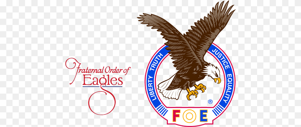 The Eagles 3959 Contact, Animal, Bird, Eagle, Bald Eagle Free Transparent Png