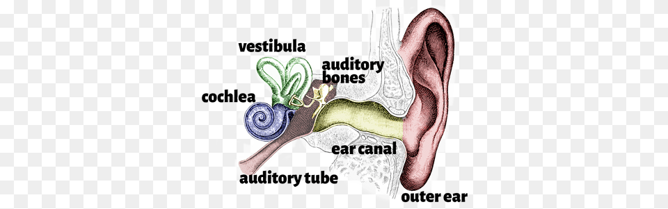 The Ear Ear, Body Part Free Transparent Png