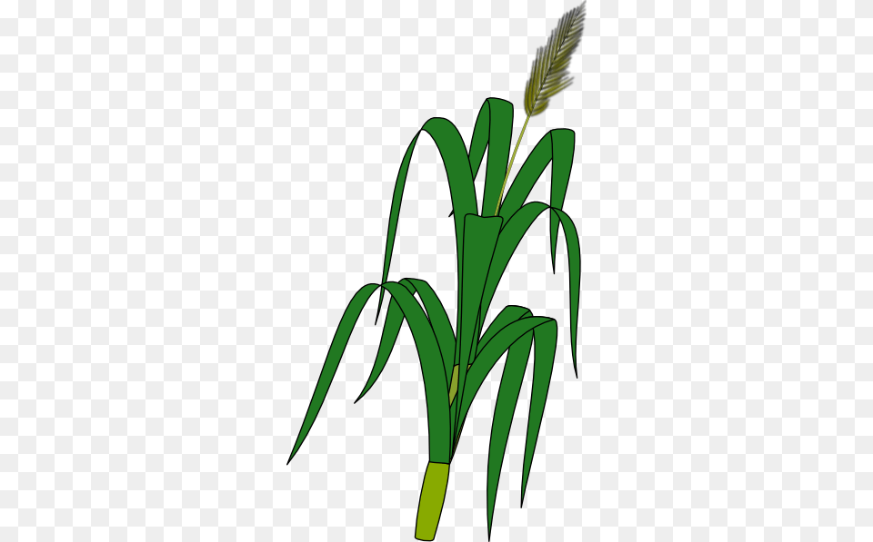 The Editing Of Grain For Wheat Vector, Leaf, Plant, Food, Leek Free Transparent Png
