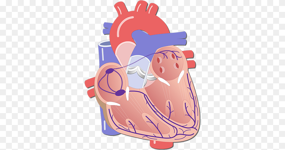 The Electrical Conduction System Of Heart Unlabeled Heart Electrical System, Dynamite, Weapon Png Image
