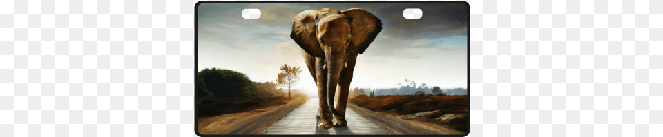 The Elephant License Plate Ac Distrib Sas The Elephant By Gatterwe 40 888 Pc, Animal, Mammal, Wildlife Free Png