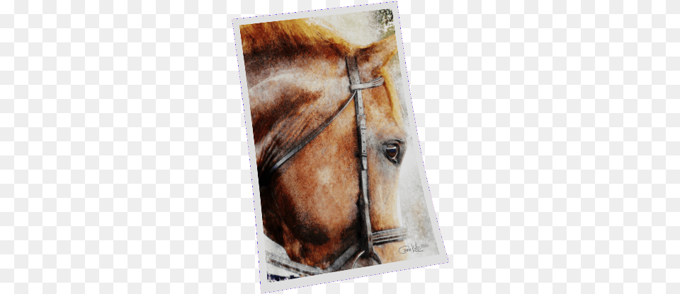The English Sport Horse Watercolor Sorrel, Animal, Mammal Free Transparent Png