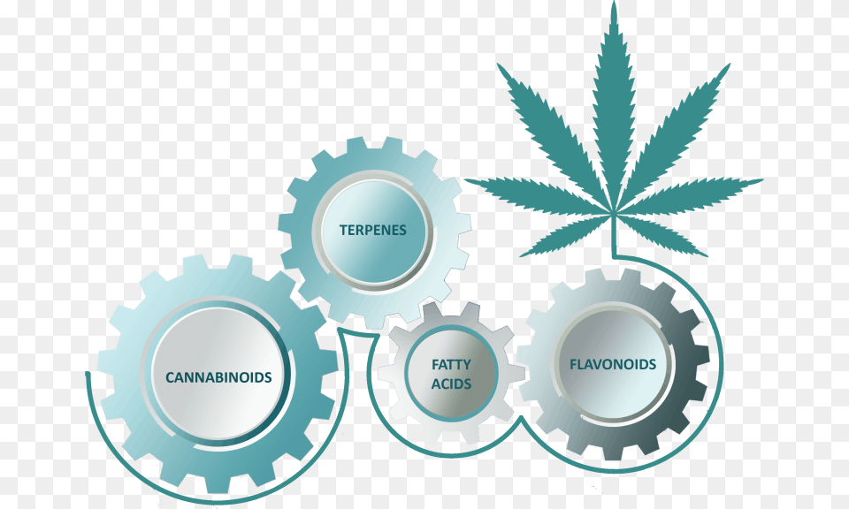 The Entourage Effect Is A Term That Explains How All Marijuana Leaf, Plant, Machine, Turquoise Free Transparent Png