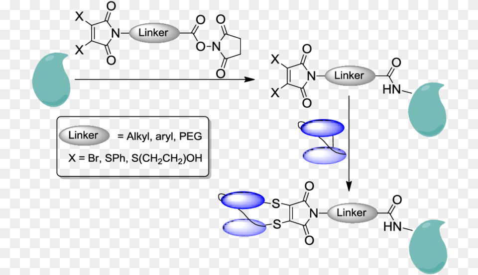 The Enzyme Will First Be Functionalised Through Lysine Chemistry, Nature, Night, Outdoors Free Png Download