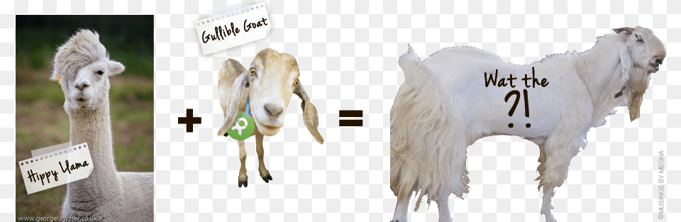 The Equation Gandhi Grandfathers And Goats Musings Emo Alpaca, Animal, Livestock, Mammal, Sheep Free Png