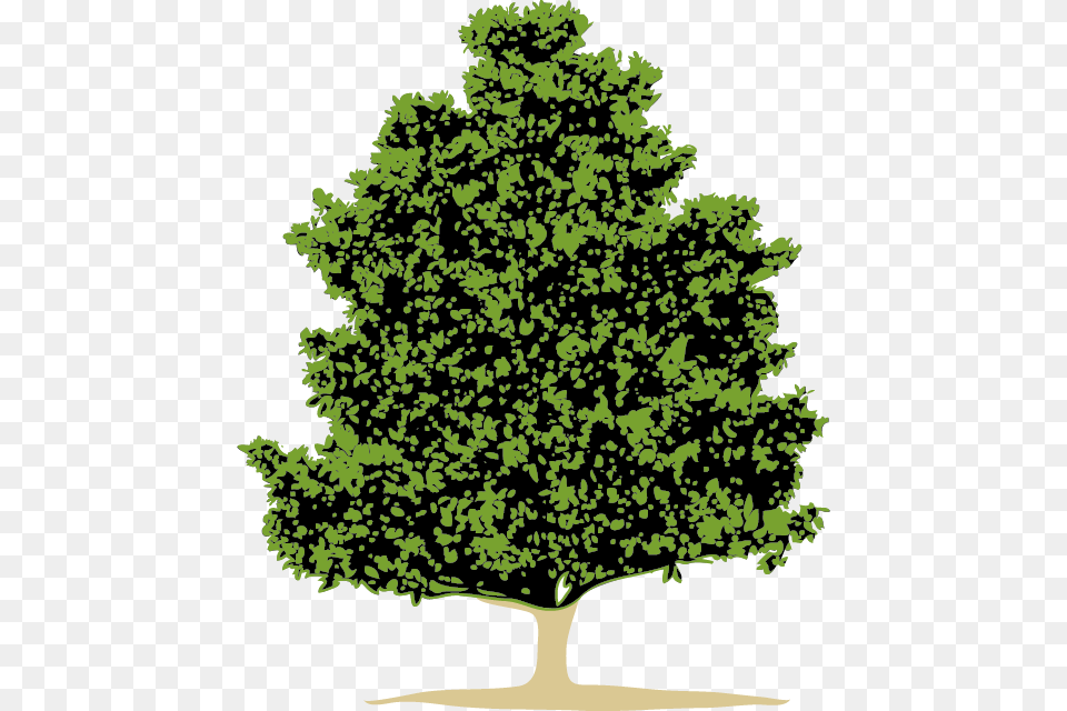 The Evergreen Magnolia Is Our Company Logo The Evergreen Rvore, Oak, Plant, Sycamore, Tree Png