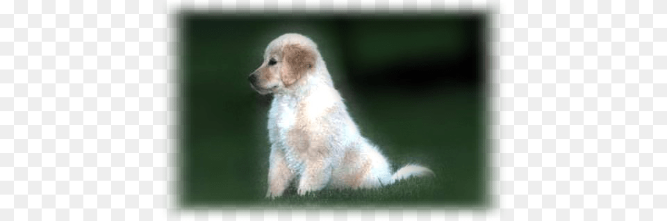 The Experiences Along The Way Taught Me Many Lessons Standard Poodle, Animal, Canine, Dog, Mammal Free Png Download