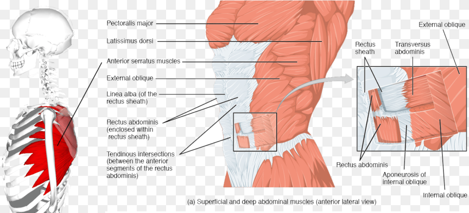 The External Muscles Of The Body Lateral View Rectus Abdominis, Body Part, Face, Head, Neck Png