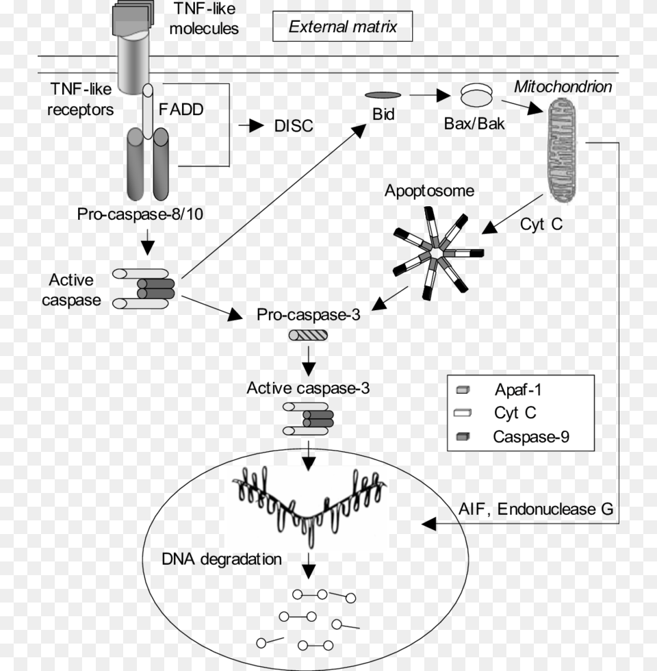 The Extrinsic Pathway Is Triggered By Tnf Like Molecules Extrinsic Pathway Is Triggered Png Image