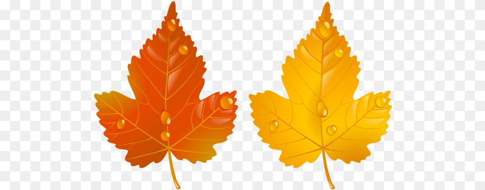 The Fall Fallpng Images Two Autumn Leaves, Leaf, Plant, Tree, Person Free Transparent Png
