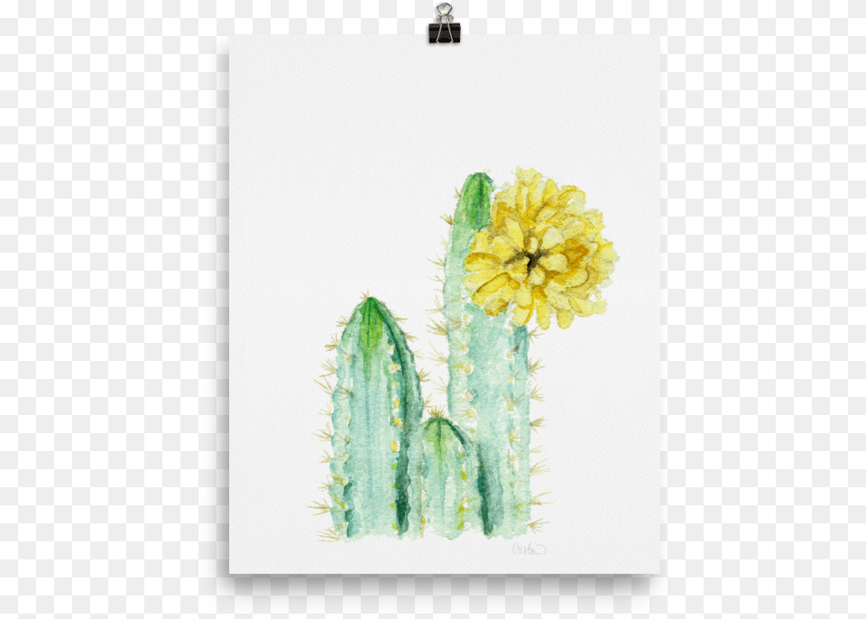 The Fancy Friend Hedgehog Cactus, Plant Free Transparent Png