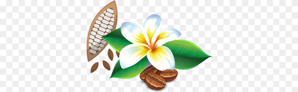 The Farm Maui Chocolate And Coffee Tours Maui Hawaii Fresh, Flower, Plant, Leaf, Herbal Free Png
