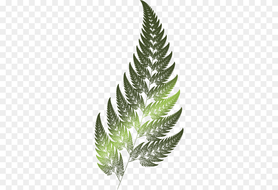 The Fern Is One Of The Basic Examples Of Fractals Black Fern, Plant, Person, Leaf Png