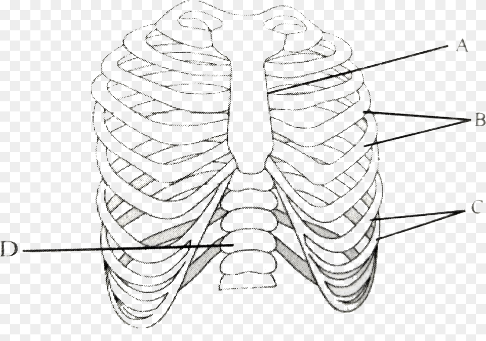 The Figure Shows Ribs And Rib Cage Labelled With Abc D Line Art, Ct Scan, Animal, Insect, Invertebrate Free Png Download