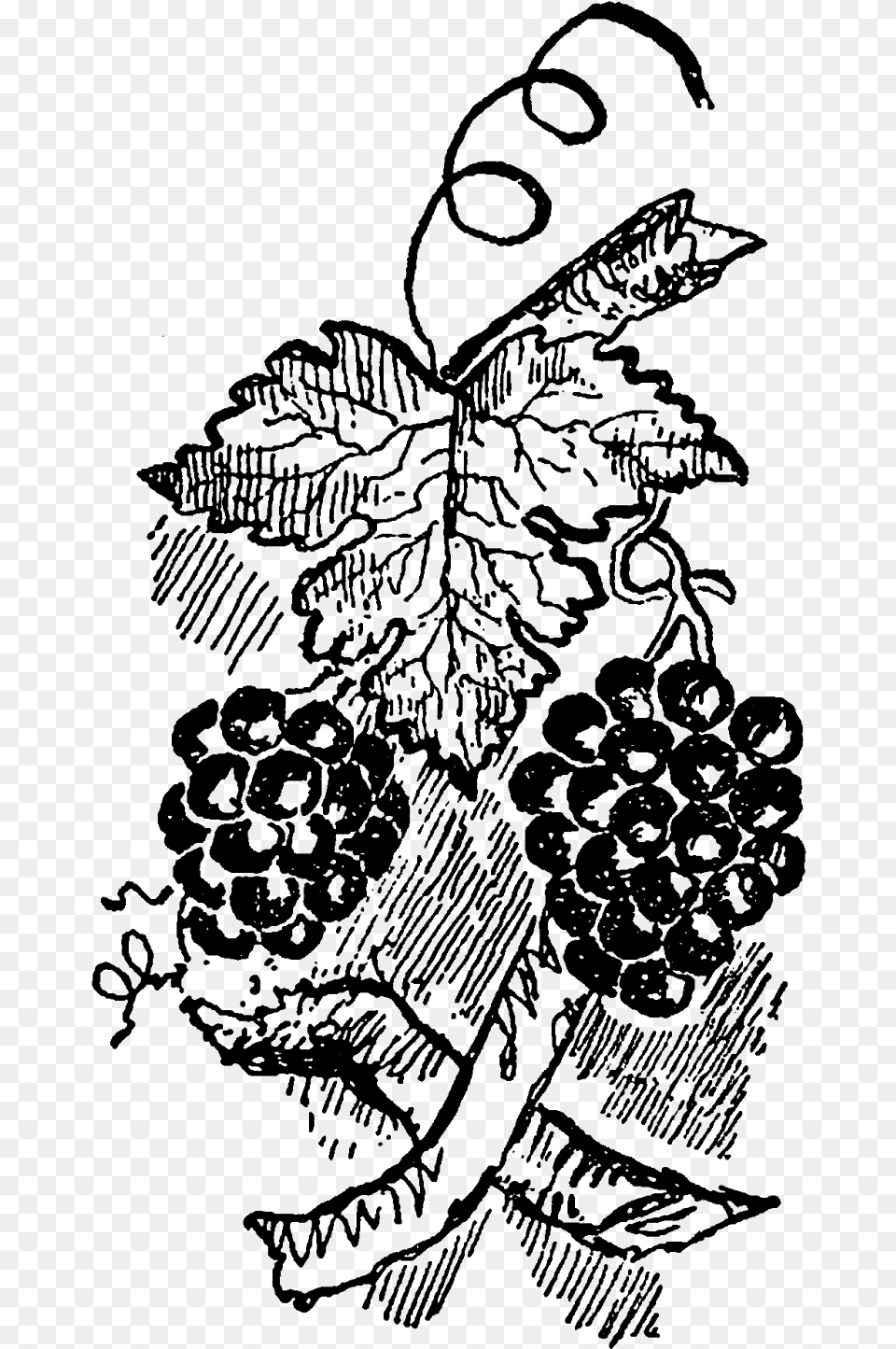 The First Digital Grapevine Clip Art Is A Perfect Digital Clip Art, Silhouette, Outdoors, Person, Nature Free Transparent Png