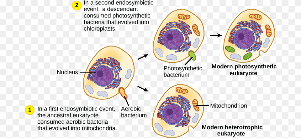 The First Endosymbiotic Event Occurred Endosymbiotic Theory, Animal, Clam, Food, Invertebrate Free Transparent Png