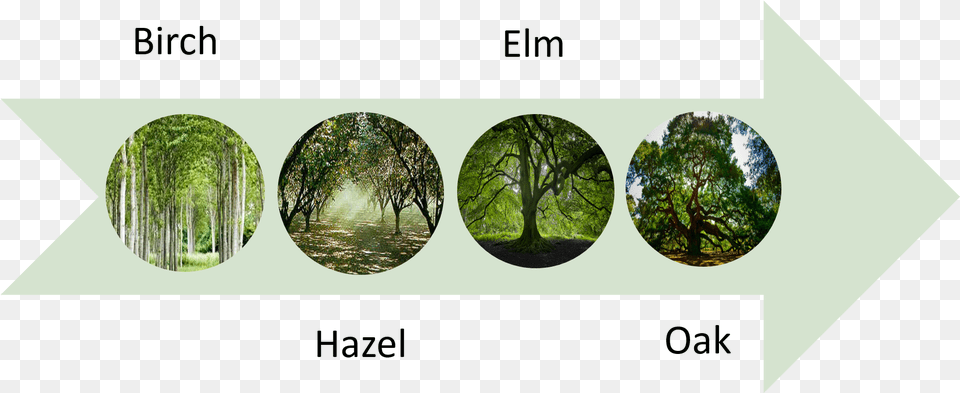The First People Trees Diagram Oak, Plant, Sphere, Vegetation, Tree Png