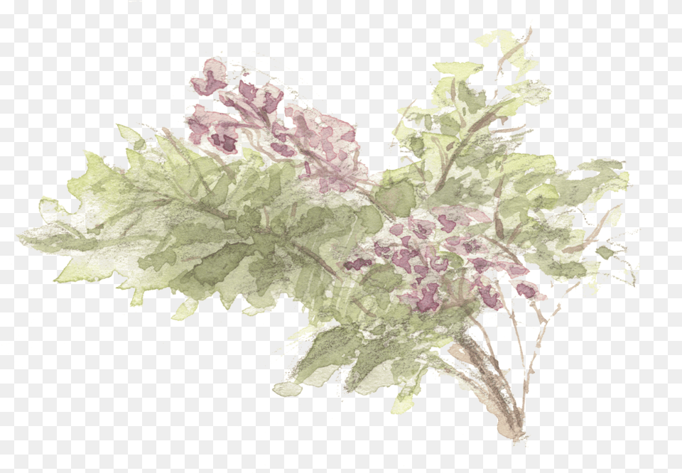 The First Wisteria In 11 Years Hikarui Watercolor Painting, Art, Graphics, Floral Design, Pattern Free Png