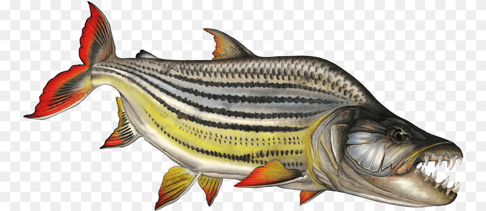 The Fish Tiger Fish In Water, Animal, Sea Life, Carp Free Transparent Png