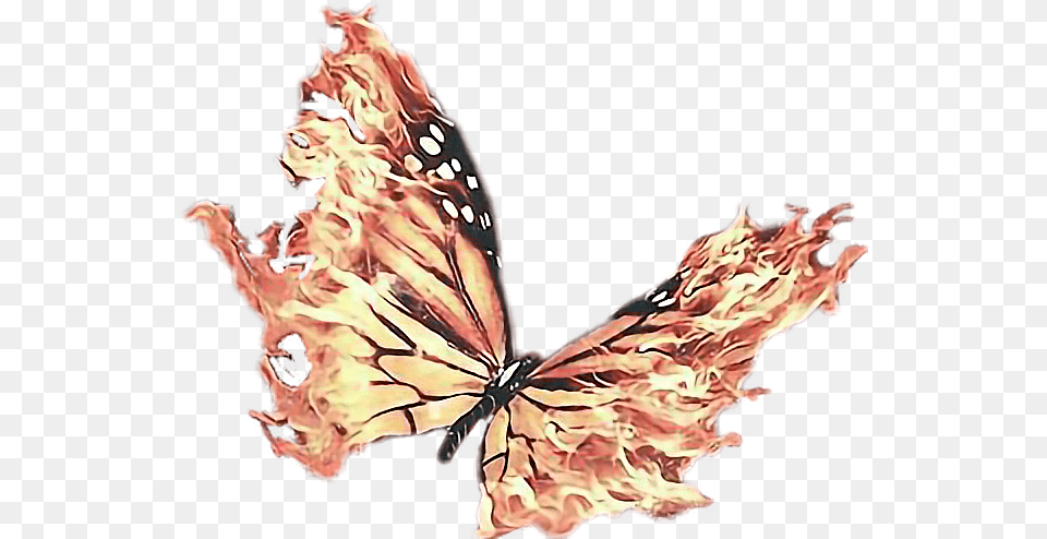 The Flaps Of Flame Butterfly With Fire Wings, Adult, Bride, Female, Person Free Png Download