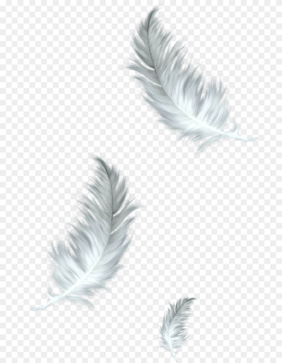 The Floating Feather Bird Clip Art Feathers Download Feathers, Accessories, Pattern, Feather Boa Png