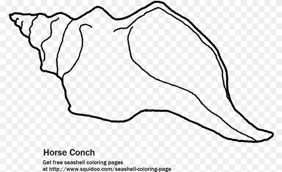 The Florida Horse Conch Printable Coloring, Gray Png Image