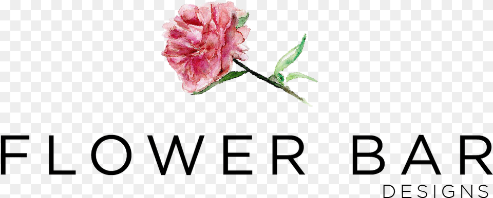 The Flower Bar Design Garden Roses, Carnation, Petal, Plant Free Png Download